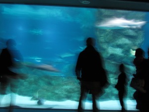 My camera had trouble focusing at the aquarium, but I rather liked how this one turned out. 