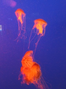 I really like the looks of jellyfish, though I freely admit that I have little desire to meet them on their home turf. 